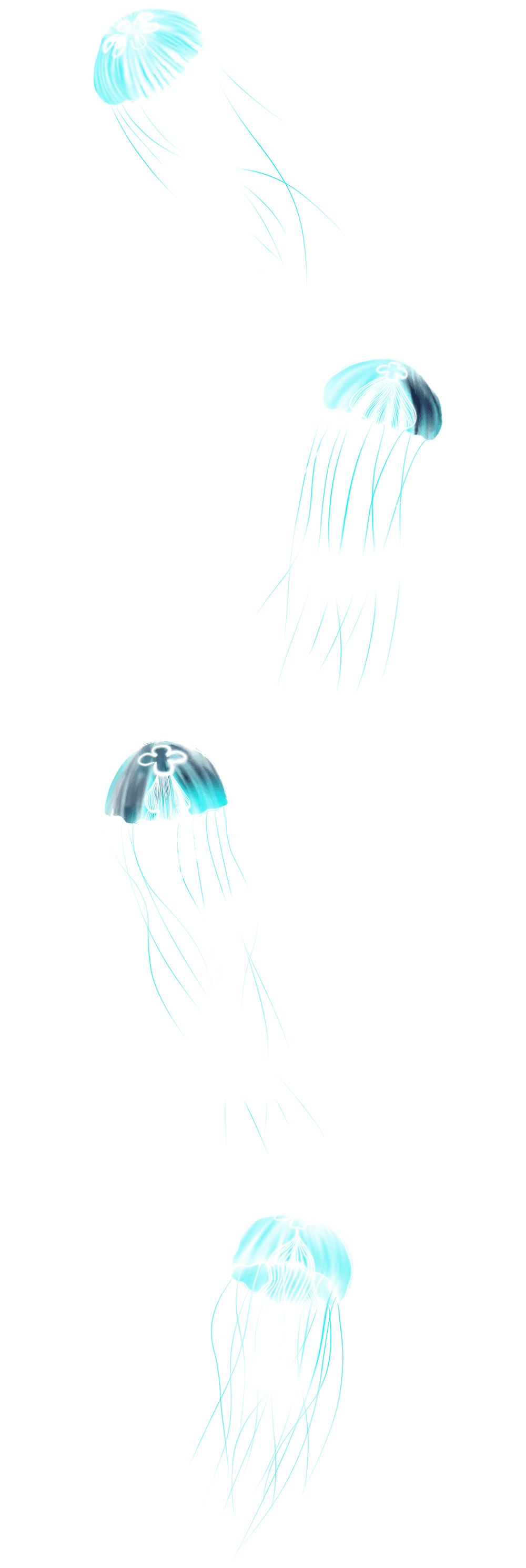 Jellyfish swimming
