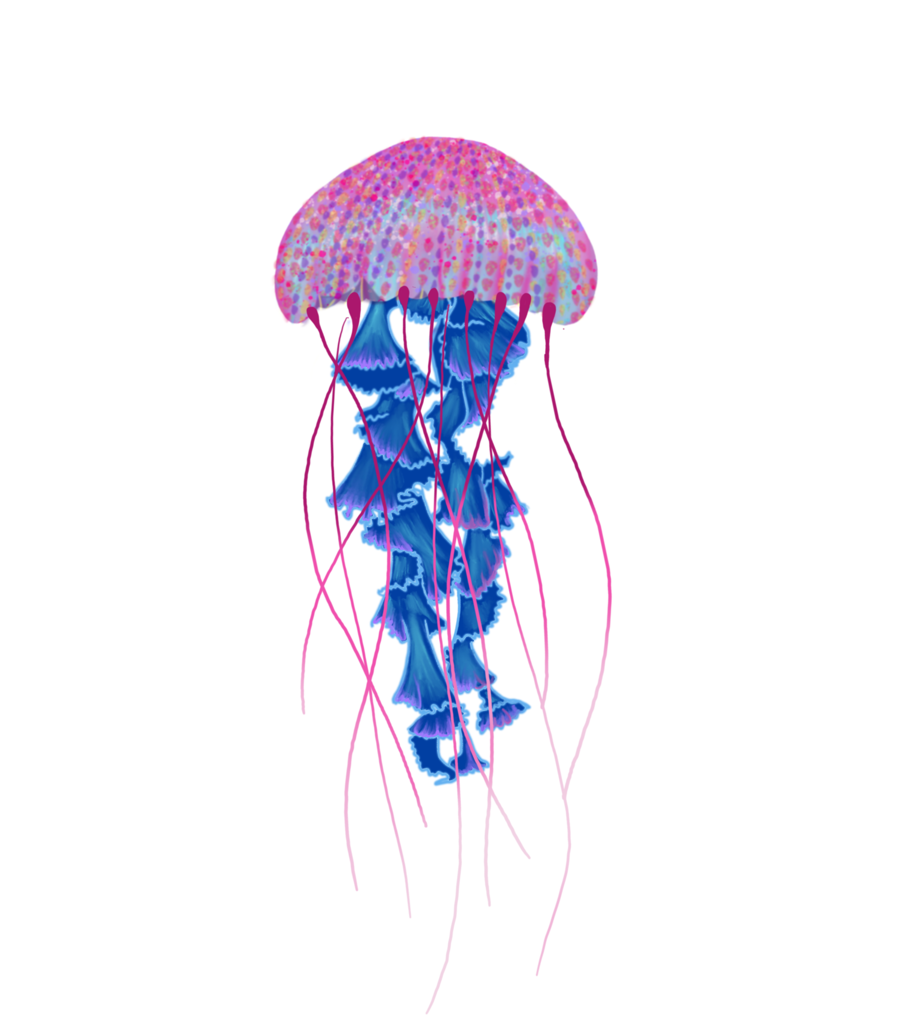 Jellyfish swimming
